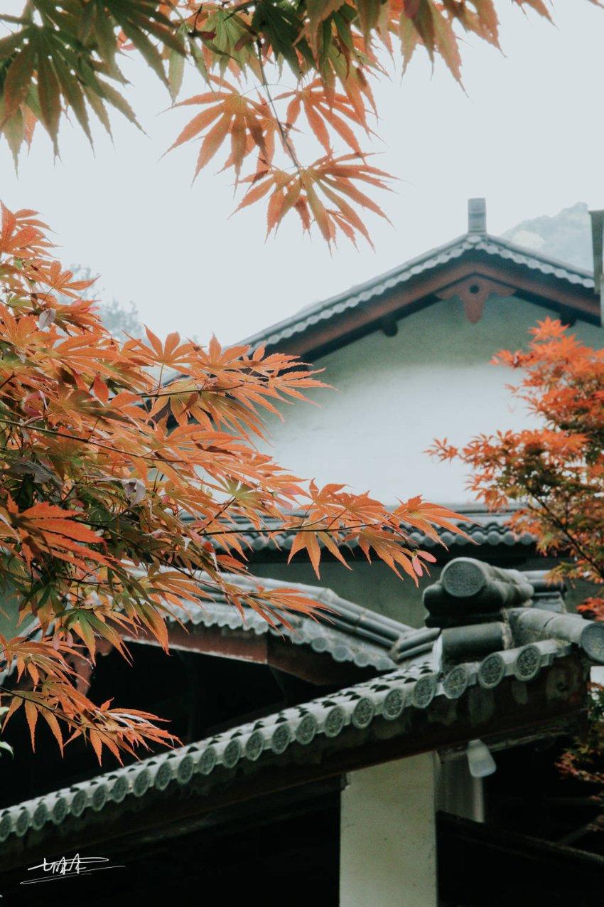 牛油果面包